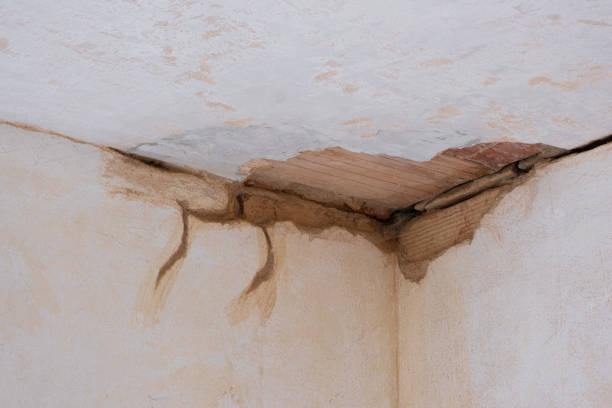 Best Mold removal after water damage  in Antwerp, OH