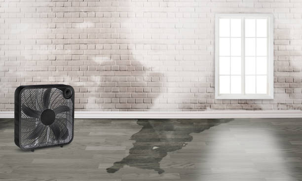 Best Emergency water damage restoration  in Antwerp, OH